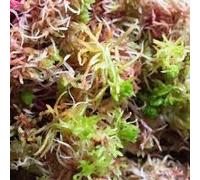 100g Live Long Stem Sphagnum Moss for Terrariums Bioactive Live Plant Gecko, Snail, Frog