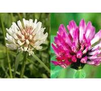 100g Seeds of Red, White And Crimson Mix Clover Green Manure