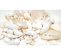 100g White Beach Mixed Seashells, Wedding Small Sea Shells, Shells for Craft and Display