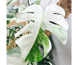 100Pcs/Bag Balanopsis Lanceolata Seeds Strong Survivability Evergreen White Beautiful Perennial Monstera Seeds for Household Valentine's Day/Mother's Day/Wedding/Anniversary/Christmas/Birthday Gifts