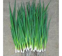100Pcs/Bag Small Green Onion Organic Heirloom Vegetables Heathy Kitchen Cooking