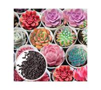 100Pcs/Bag Succulent Seeds Multi-color Easy to Grow Prolific Drought Tolerant Succulent Seeds for Home