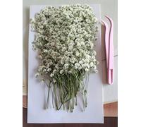 100PCS Dried Pressed Baby's Breath Flowers with Tweezer, Real Natural Dried Mini White Gypsophila, Natural Pressed Flowers for Art Crafts, Wedding Card Family Party ,Scrapbooking Candle Jewelry Making