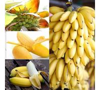 100pcs Dwarf Banana Tree Seeds Mini Bonsai Plant Rare Fruits Garden Decor