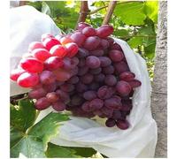 100pcs Garden Plant Barrier Bags Non-Woven Fabric Fruit Protection Bag Bug Mesh Net, for Grape Pitaya Peach(100pcs 20x25cm)