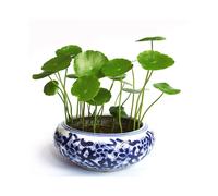 100Pcs Hydrocotyle Verticillata Seeds Planting Home Bonsai Garden Decor Beauty
