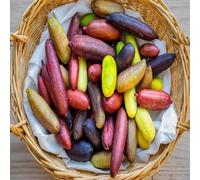 100pcs Mixed Fingerlime Fruit Seeds