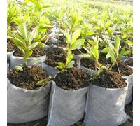 100pcs Non Woven Grow Bags for Home Gardening Biodegradable Plant Pots Suitable for Development and Root Aeration (7x9cm)