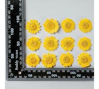 100Pcs Real Natural Dried Pressed Flowers White Daisy Pressed Flower for Resin Jewelry Nail Stickers Makeup Art Crafts