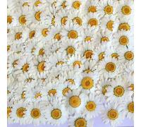 100Pcs Real Natural Dried Pressed Flowers White Daisy Pressed Flower for Resin Jewelry Nail Stickers Makeup Art Crafts
