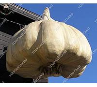100Pcs Super Gaint Garlic Organic Garlic Plants Rare Onion Garlic