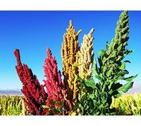 10g Quinoa Seed easily grown in the UK Edible Grain by Pretty Wild Seeds