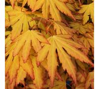(10L) Acer Palmatum 'Orange Dream' | Japanese Maple Deciduous Garden Plant Tree In Pot