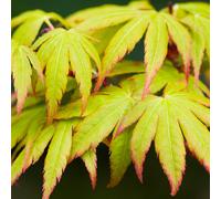 (10L) Acer Palmatum 'Sango-Kaku' | Japanese Maple Deciduous Garden Plant Tree In Pot