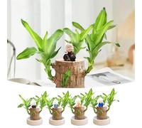 10ml Brazilian Wood Easy Grow Wood Easy Care Brazilian Lucky Wood Hydroponic Brazilian Wood Housewarming Gifts for New Home Desk Plant 1 Random Little Monk and 1 Small Basin
