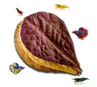 10pcs Catappa Indian Almond Leaves Dried Ketapang Leaf Shrimp Betta Fish Axolotl Aquarium Care Lower pH for Aquarium Fish Tank Create Blackwater Environment Boost Immunity (L size 20cm - 24cm)
