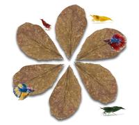 10pcs Catappa Indian Almond Leaves Dried Ketapang Leaf Shrimp Betta Fish Axolotl Aquarium Care Lower pH for Aquarium Fish Tank Create Blackwater Environment Boost Immunity (M size 15cm - 19cm)