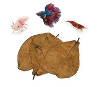 10pcs Catappa Indian Almond Leaves Dried Ketapang Leaf Shrimp Betta Fish Axolotl Aquarium Care Lower pH for Aquarium Fish Tank Create Blackwater Environment Boost Immunity (S size 12cm - 15cm)