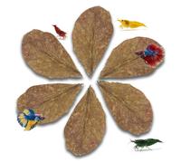 10pcs Catappa Indian Almond Leaves Dried Ketapang Leaf Shrimp Betta Fish Axolotl Aquarium Care Lower pH for Aquarium Fish Tank Create Blackw