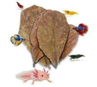 10pcs Catappa Indian Almond Leaves Dried Ketapang Leaf Shrimp Betta Fish Axolotl Aquarium Care Lower pH for Aquarium Fish Tank Create Blackwater Environment Boost Immunity (Nano 10cm - 12cm)