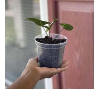 10Pcs Clear Plastic Plant Pots With Drainage Holes, Small Plant Flower Pots Nursery Flower Pots For Cuttings, Succulents(4 inches)
