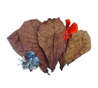 10Pcs Indian Almond Leaves for Betta Fish Tank Water Treatment, Catappa Leaves Reduce Stress, pH Down Aquarium Water Conditioner, Stealthy Environment for Shrimp Crabs Turtles and Betta Fishes
