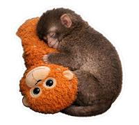 10Pcs Protect Punch The Monkey Stickers, Cute Monkey Holding Plush Toy, Waterproof Vinyl Decal Stickers, Easy Paste & Remove Decor for Laptop, Water Bottle, Phone, Car, Bedroom & Living Room