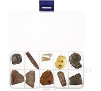 10Pcs Sample Teaching Specimen Ancient Paleontology Collection for Education and Display for Science Teaching Tools and Appreciation