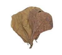 10pcs Water Quality Purification Tablet Catappa Leaves For Aquariums Almond Leaves For Fish Almond Leaves For Catappa The Leaves Of The Almond Catappa Tank Create An Environment Krg503 (Khaki, 20cm)