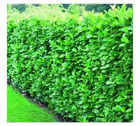 10x Cherry Laurel Evergreen Hedging Plants Large 60-80cm in 3 Litre Pots by Direct Plants