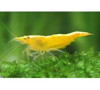 10x Fire/Neon Yellow Cherry Shrimp, Neocaridina Heteropoda, Freshwater Aquarium. High grade