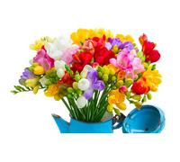 10x Freesia Double Mix Summer Flowering Bulbs Colourful Garden Plant Corms Wedding Fragrant Cut Flowers Size 6/7