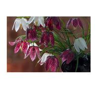 10x Fritillaria Meleagris Mixed Spring Flowering Bulbs Snakes Head Lily Hardy Perennials
