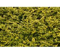10X Large Golden Privet Ligustrum Aureum Hedging Trees In 2/3 Litre Pots By Direct Plants