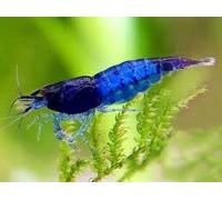 10x Live Blue Diamond Neocaridina Shrimp, Freshwater Aquarium shrimp for fish tanks. 1.5cm