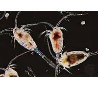 10x Live Copepods 100ml, Live Fish Feed for Fresh & Saltwater Fish