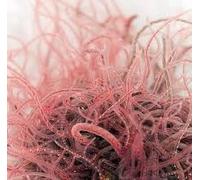 10x Live Fresh Tubifex Worm, 10x100ml Bag, Tropical Fish Live Food, High Protein, Stimulates Breeding, Frog, Axololt, Catfish, (Dispatches Friday, Next Day Arrival)