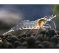 10x Live Freshwater Ghost Shrimp, Aquarium Shrimp for Tropical Fish Tanks. Clean up crew 1.5-2cm
