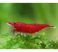 10x Live Red Fire/Bloody Mary Shrimp Neocaridina Heteropoda, Freshwater Aquarium high grade. 1.5cm