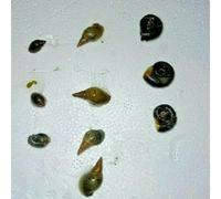 10x Pond Snails, Pond Pack of 3 different types, Freshwater Algae Cleaners