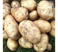 10x Seed Potatoes Maris Peer- Versatile All Rounder- Great for Mashed, Baked, Wedges or Chips- RHS Award Winner- for Your Beautiful Garden