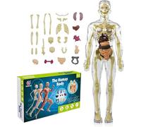 11.22 Inch DIY Assembled Human Torso Organ Model,Kids Anatomy Toys Interactive Human Body Model for Kids Children Learning Science Anatomy, Ages 6+,A