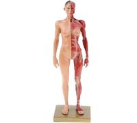 11.8 "Miniature Muscular System Model - Resin Human Muscles Anatomy Model, with Base and Clear Muscle Texture - Show Surface Muscles and Body Structure, Fitness enthusiast,Female