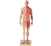 11.8 "Miniature Muscular System Model - Resin Human Muscles Anatomy Model, with Base and Clear Muscle Texture - Show Surface Muscles and Body Structure, Fitness enthusiast,Male