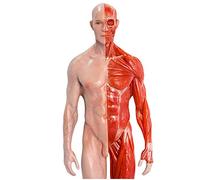 11.8Inch(30Cm) Human Anatomy Figure - Male Anatomy Figure Mannequin Drawing Figures - Human Muscle Bone Model - Reference for Artist,School Study And Teaching,A