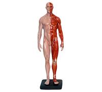 11.8Inch/30Cm Male Anatomy Figure - Human Anatomy Figure Mannequin Drawing Figures - Resin Material Human Muscle Bone Model - for Artist Drawing Study,A
