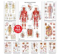 11 Human Anatomy Posters - Medical Skeletal, Male Female Muscular, Circulatory, Lymphatic, Reproductive, Nervous, Digestive, Endocrine, Respiratory Systems, Health Posters