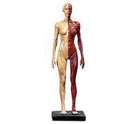 11 Inch Human Anatomy Figure - Human Body Musculoskeletal Anatomical Model - Anatomical Skull Head Body Muscle Bone Resin Model - for Artist Drawing Study,C