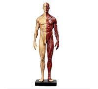 11 Inch Human Anatomy Figure - Human Body Musculoskeletal Anatomical Model - Anatomical Skull Head Body Muscle Bone Resin Model - for Artist Drawing Study,A