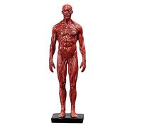 11 Inch Human Anatomy Figure - Human Body Musculoskeletal Anatomical Model - Anatomical Skull Head Body Muscle Bone Resin Model - for Artist Drawing Study,B